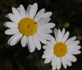 Leucanthemum vulgare.