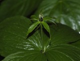 Paris quadrifolia.
