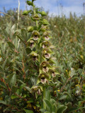 Plant in typical habitat, together with salix repens argentata.