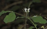 Lonicera xylosteum.