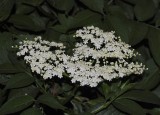 Sambucus nigra.