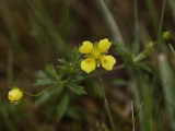 Potentilla erecta.