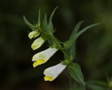 Melampyrum pratense.