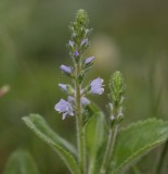 Veronica oficinalis.