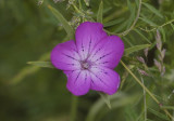 Agrostemma githago. Flower.