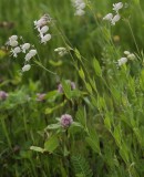 Silene vulgaris