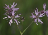 Silene flos-cuculi.