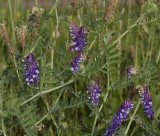 Vicia villosa.