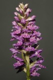 Dactylorhiza purpurella (strong markings).