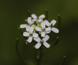 Alliaria petiolata. Close-up.
