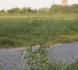 Sisymbrium officinale.