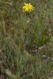 Arnica montana.