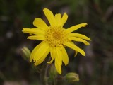 Arnica montana. Close-up.