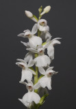 Dactylorhiza maculata var. ericetorum almost white.