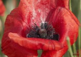 Poppy