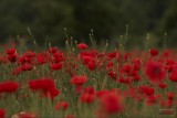 Poppy field