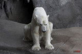 Polar Bear_5832.jpg