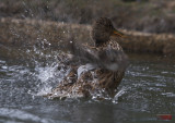 Bathing Duck_5901-1.jpg