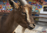 Goat Portret