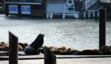 Sea Lion Pack