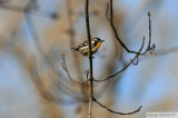 Paruline  gorge jaune<br>Yellow-throated warbler<br>Longueuil<br>21 novembre 2010