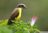 Tyran de Cayenne<br>Rusty-margined flycatcher<br>Gamboa Rainforest Resort<br>8 janvier 2011