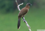 Ortalide  tte grise<br>Grey-headed Chachalaca<br>Gamboa Rainforest Resort<br>8 janvier 2011