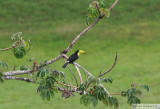 Toucan  carne<br>Keel-billed Toucan<br>Gamboa Rainforest Resort<br>8 janvier 2011