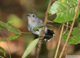 Batara  nuque noire<br>Western-slaty antshrike<br>Pipeline Road<br>9 janvier 2011