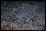 Gopher Tortoise