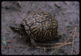 Florida Box Turtle