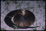 Florida Cottonmouth Snake (Agkistrodon piscivorus conanti)