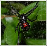 Northern Black Widow (Latrodectus variolus)