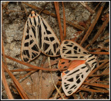 Doris Tiger Moth (Grammia doris)