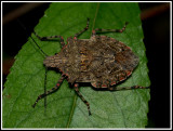 Stink Bug (Brochymena sp.)