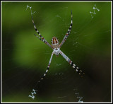 Florida Argiope (Argiope florida)