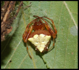 Triangle Orbweaver (Verrucosa arenata)