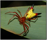 Arrowshaped Orbweaver (Micrathena sagittata)