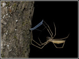 Ogrefaced Spider (Deinopis spinosa)