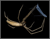 Ogrefaced Spider (Deinopis spinosa)