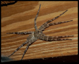 Whitebanded Fishing Spider (Dolomedes albineus)