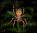 Tropical Orbweaver (Eriophora ravilla)