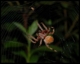 Tropical Orbweaver (Eriophora ravilla)