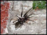 Female Southern Crevice Spider (Kukulcania hibernalis)