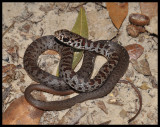 Southern Black Racer (Neonate) (Coluber constrictor priapus)