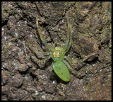 Magnolia Green Jumping Spider (Lyssomanes viridis)