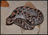 Southern Hognose Snake (Heterodon simus)