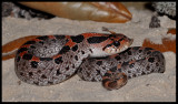 Southern Hognose Snake (Heterodon simus)