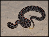 Dusky Pygmy Rattlesnake (Sistrurus miliarius barbouri)