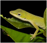 Green Anole (Anolis carolinensis)